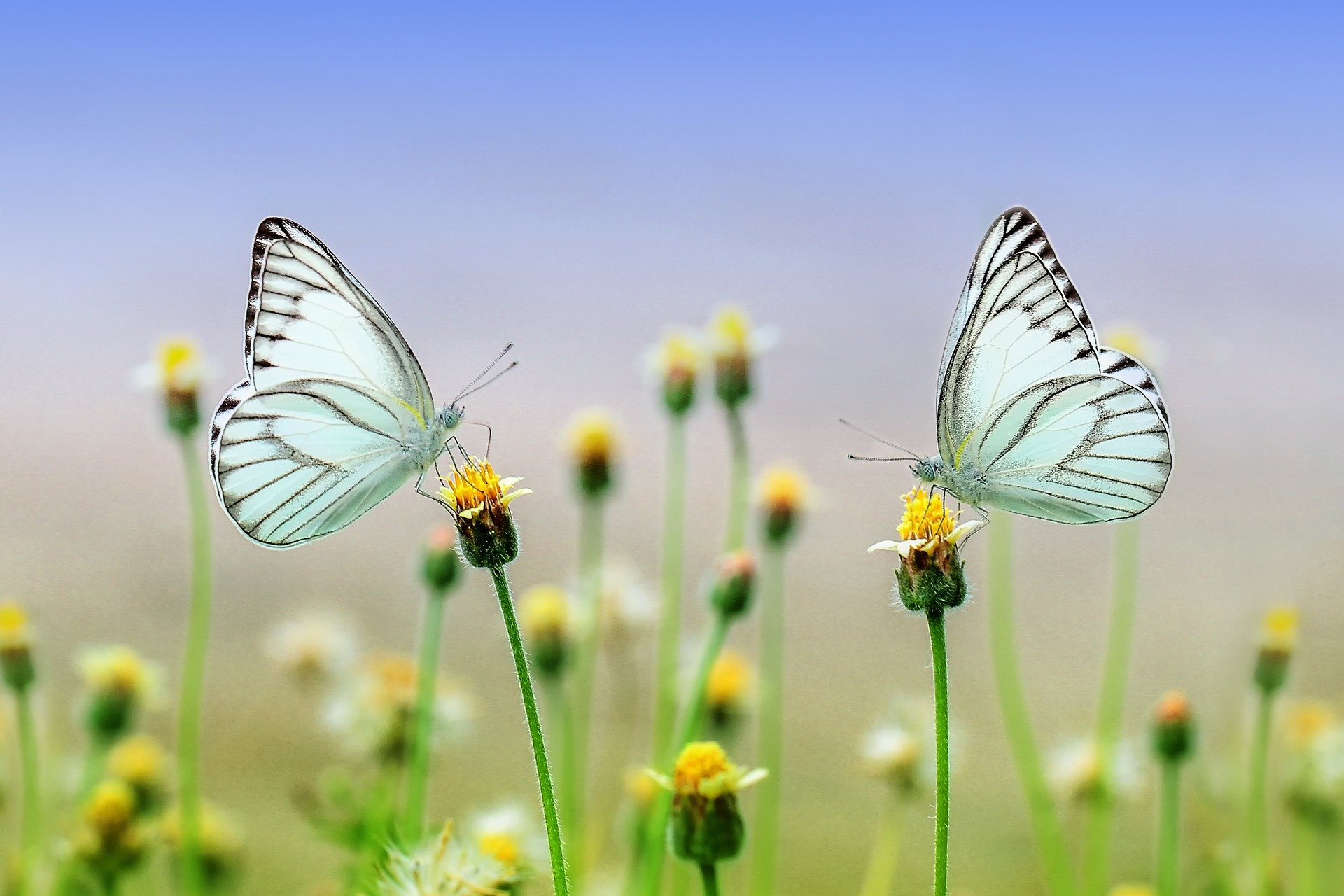 butterflies-1127666_1920