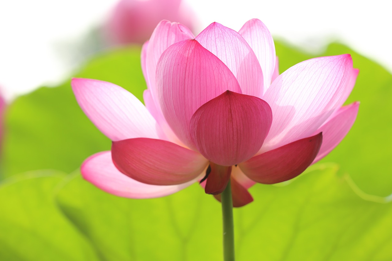lotus-846059_1280