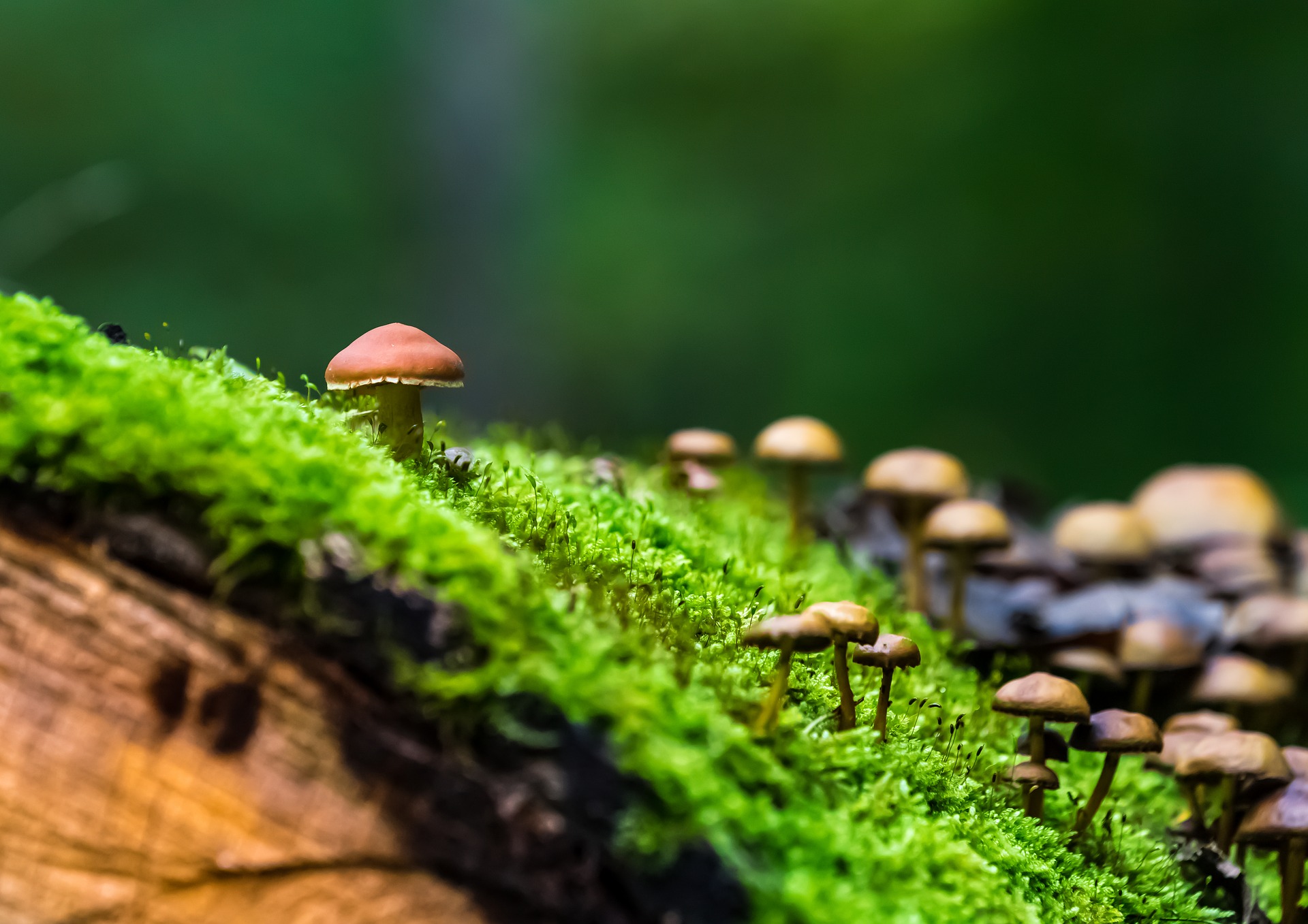 nature-2943774_1920